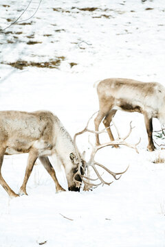 Side view of two caribou in the snow