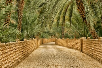 Oasis, Al Ain, Abu Dhabi, United Arab Emirates, Middle East