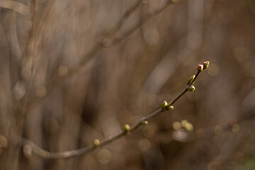 branches in spring