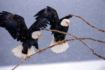 A pair of bald eagles flutters to balance on a branch during an snowstorm on Alaska's Homer Spit.