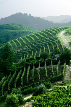 Piedmont, Italy, vineyards.