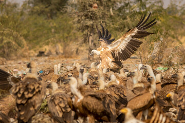 gyps fulvus or griffon vulture or eurasian griffon closeup flying or landing with full wingspan near flock or family at jorbeer conservation reserve bikaner rajasthan india asia