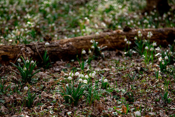 moss on the ground