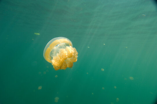 Palau stingless jellyfish