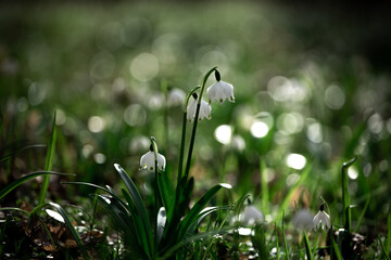 snowdrops in spring