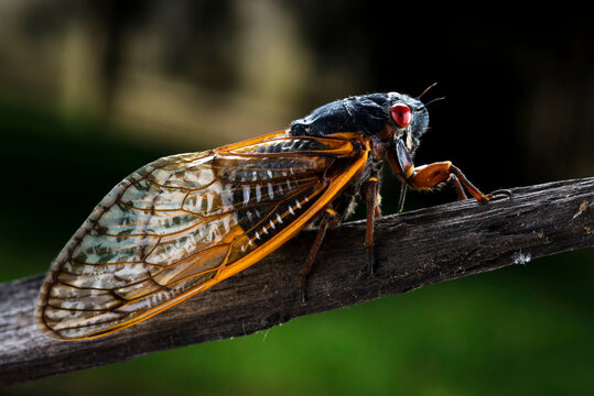 A detailed view of a Brood II Cicada insect.