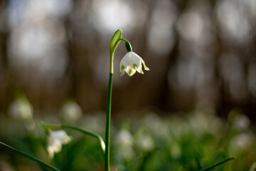 snowdrops in spring