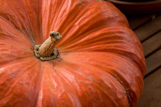 A pumpkin, photographed on a fall day. - Powered by Adobe