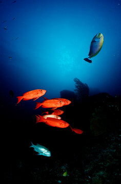 Schooling Crescent-tail bigeye, Priacanthus hamrur, Thailand, Indian Ocean, Phuket, Similan Islands, Andaman Sea