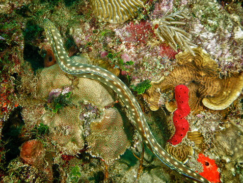 A green spotted eel slithers along a reef in Rincon, Puerto Rico