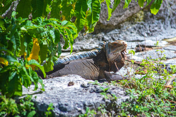 iguana in caribbean atlantic ocean in guadalupe guadeloupe
