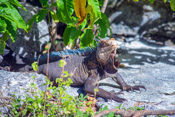 iguana in caribbean atlantic ocean in guadalupe guadeloupe - obrazy, fototapety, plakaty