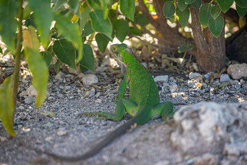 iguana in caribbean atlantic ocean in guadalupe guadeloupe