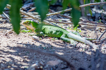 iguana in caribbean atlantic ocean in guadalupe guadeloupe