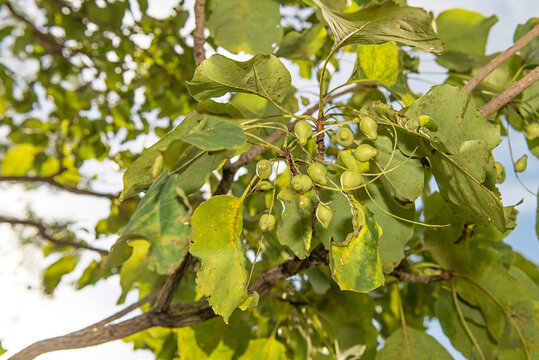 Kakadu Plums nearly ripe