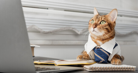 Serious bengal cat is the boss in a tie and shirt in the office.