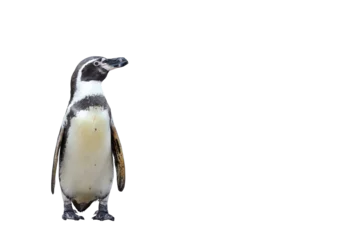 Zelfklevend Fotobehang Humboldt penguin standing isolated on transparent background png file © Passakorn