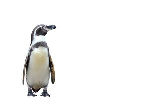 Humboldt penguin standing isolated on transparent background png file