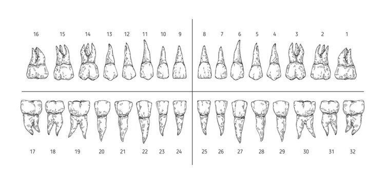 Tooth types sketch. Teeth with roots, dentist tooth numbers system and hand drawn premolar, molar, canine and incisor vector illustration set