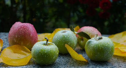 Fototapeta na wymiar Water drops on an apple lying on the ground