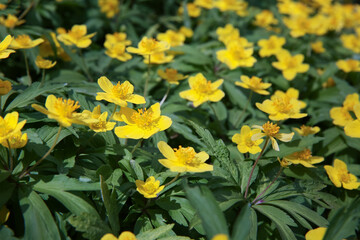 First flowers in springtime: Eranthis hyemalis. Eranthis hyemalis is a plant found in Europe, which belongs to the family Ranunculaceae. The plant is small, it has large, yellow, cup-shaped flowers.