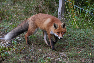 Fototapeta premium Rotfuchs im Herbst auf einem Parkplatz