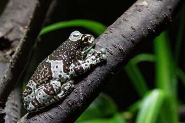 Amazon milk frog on branch- Trachycephalus resinifictrix