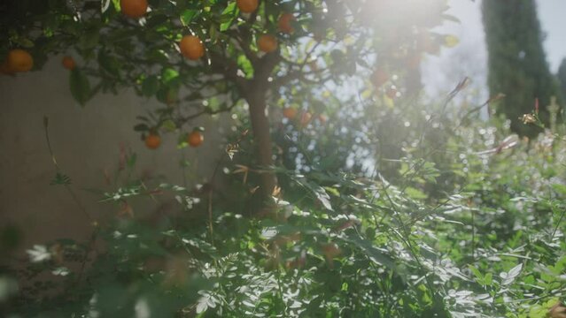 The wind blows in the mandarin tree bathed in light surrounded by bushes in a garden