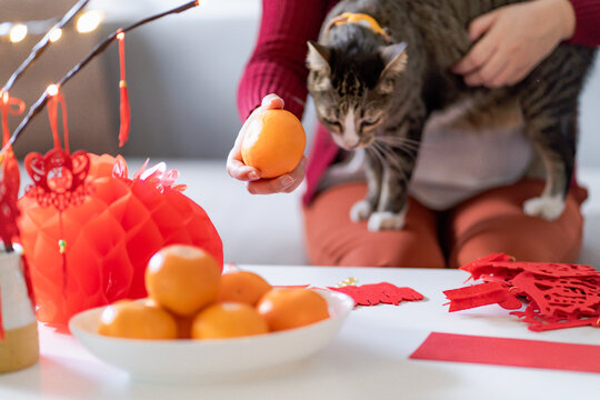 Cat prepare Chinese New Year Celebrations at home. cute domestic shorthair cat putting traditional pendant to the Chinese Lunar New Year for good luck. Chinese word means blessing