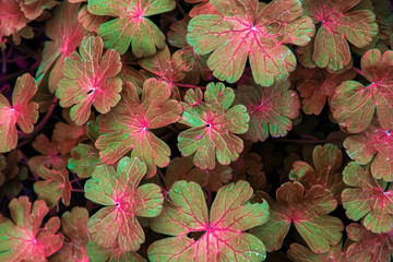 Pink and green leaves background. Abstract leaf texture. Printable wallpaper for wall decorations.
