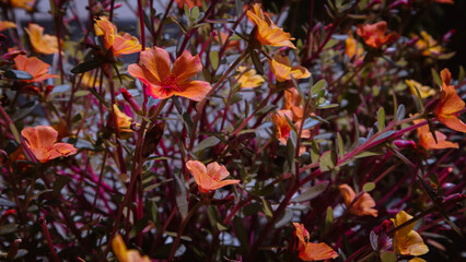 Close up of pink and orange flowers - spring and summer background