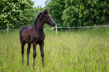 Beautiful black foal in the meadow