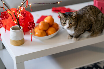 Cat prepare Chinese New Year Celebrations at home. cute domestic shorthair cat putting traditional...