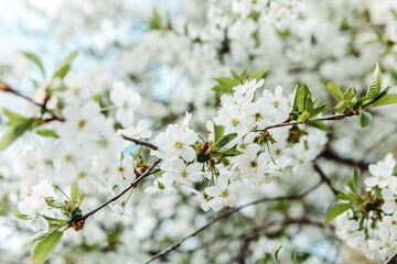 Close up white blossoming tree. Cherry, Apple, Sakura orchard. Spring leaves, organic plant, blossom season almond, pear. Bunches and branches, sticks with flowers in the garden. Farming concept
