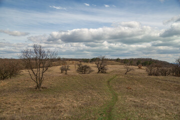 Fototapeta premium landscape with trees