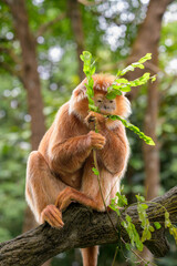 East Javan langur - Trachypitheus auratus in its natural habitat