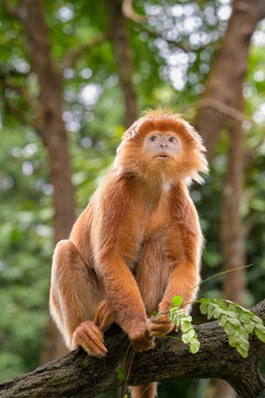 East Javan langur - Trachypitheus auratus in its natural habitat