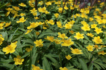 Fototapeta premium First flowers in springtime: Eranthis hyemalis. Eranthis hyemalis is a plant found in Europe, which belongs to the family Ranunculaceae. The plant is small, it has large, yellow, cup-shaped flowers.