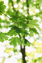 forest trees. nature green wood sunlight backgrounds.