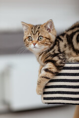 Britisch Kurzhaar Katze auf Bank im Wohnzimmer, getigertes K&auml;tzchen, Hauskatze