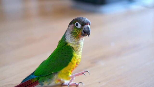 Parrot eats pine nuts. Close up video of green-cheeked conure or parakeet.