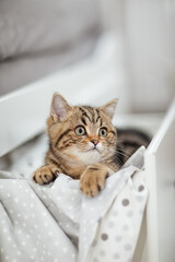 kleine Katze im Bett, Babykatze