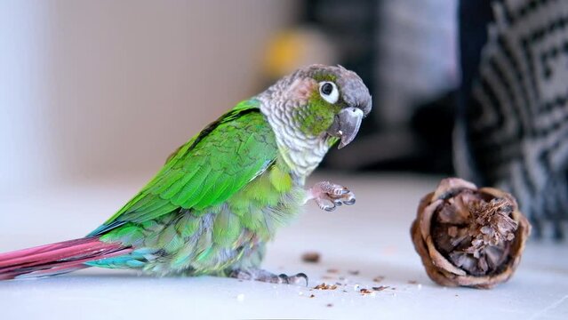 Parrot eats pine nuts. Close up video of green-cheeked conure or parakeet.