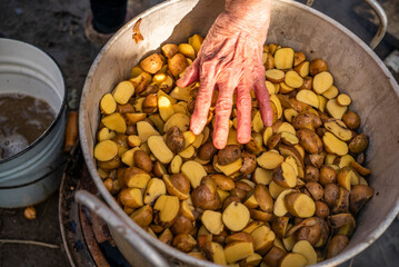 the old grandmother prepares potatoes for the cattle. antithetical man. cooking