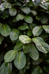 background of green plant leaves.