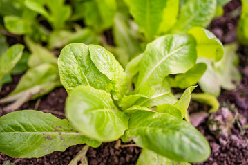 a woman digs in a greenhouse. fresh lettuce in the greenhouse. gardening