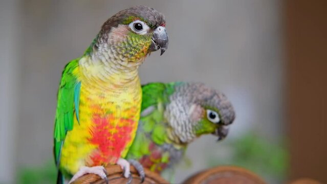 Close up video of green-cheeked conure or parakeet. Pyrrhura molinae.