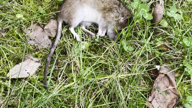 Rodent control. A dead mouse lies on the green grass in the garden.