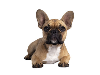 Cute young fawn French Bulldog youngster, laying down facing front. Looking towards camera. Isolated cutout on transparent background.