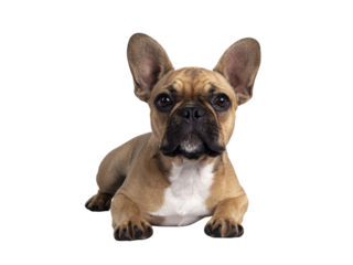 Cute young fawn French Bulldog youngster, laying down facing front. Looking towards camera. Isolated cutout on transparent background.